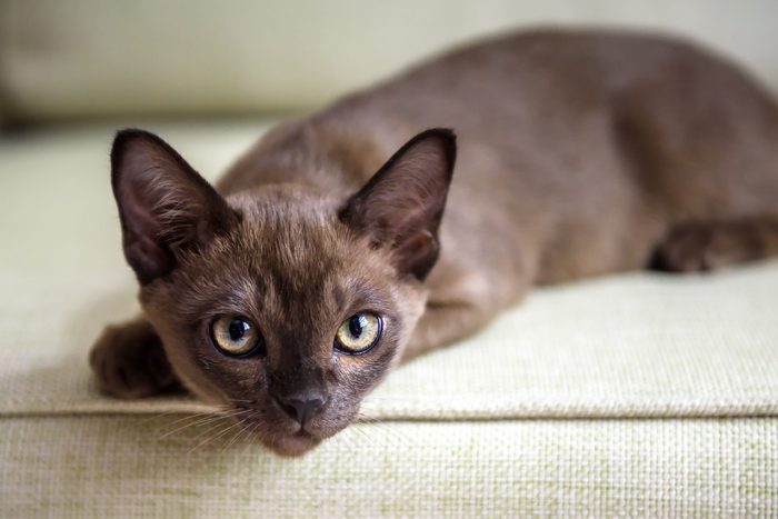 Burma cat lying on coach, cute brown Burmese kitten looking at camera indoor. Portrait of playful Burmese European cat about 3 months