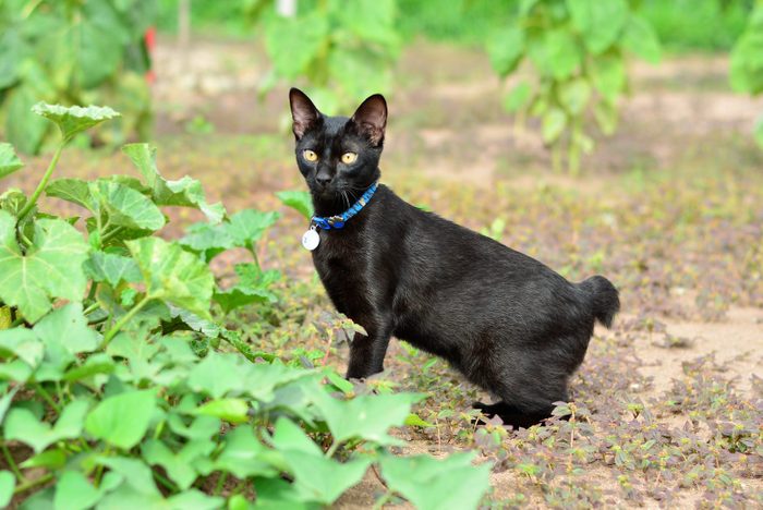 Bobtail cat and sweet potato plantation