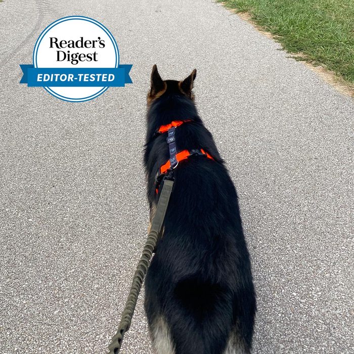 Dog wearing a harness walks on a paved path, surrounded by grass. Badge reads 