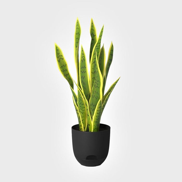Potted snake plant with tall, pointed leaves, featuring yellow edges and green patterns, stands against a plain white background.