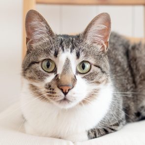 Cat sitting calmly on a cushioned chair, gazing directly at the camera in a softly lit room.