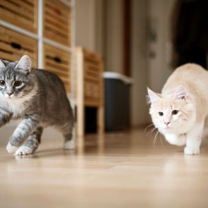 Two cats walking on a wooden floor in a hallway, surrounded by shelves with baskets.