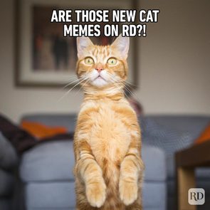 Cat stands upright in a living room, looking surprised. Text says, 