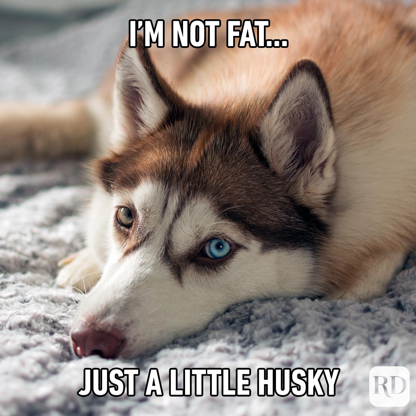 Dog Memes 2 V2