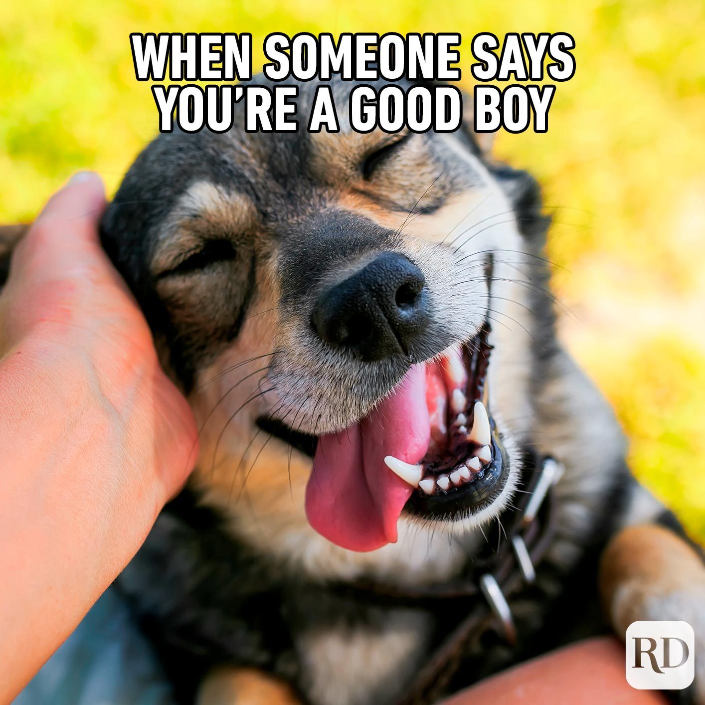 Dog Memes 3 V2