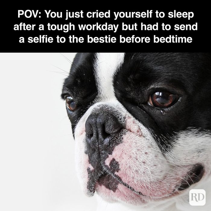 Dog Memes 46