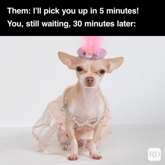 Dog Memes 47