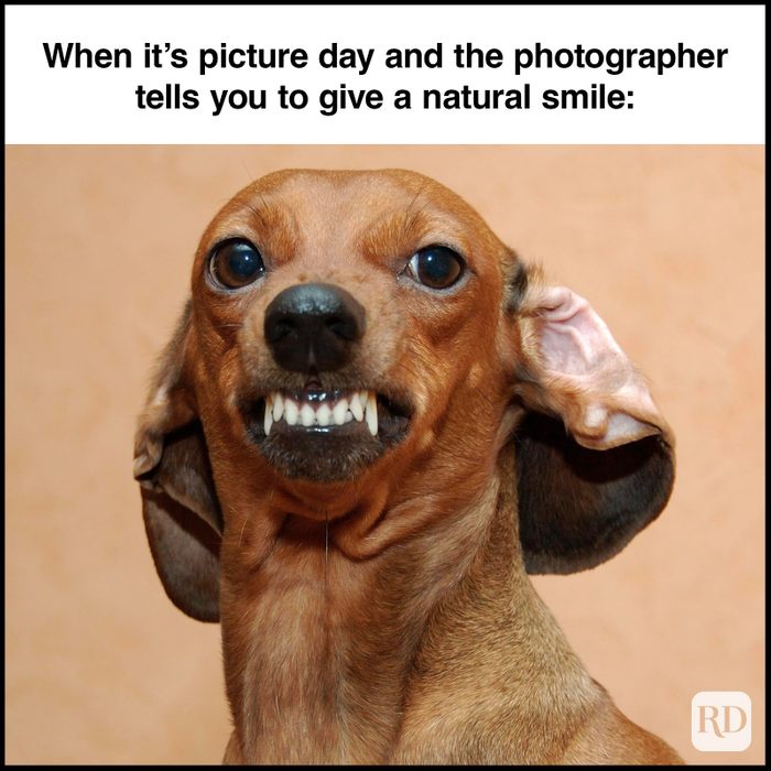 Dog Memes 49