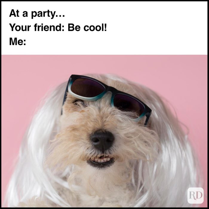 Dog Memes 52