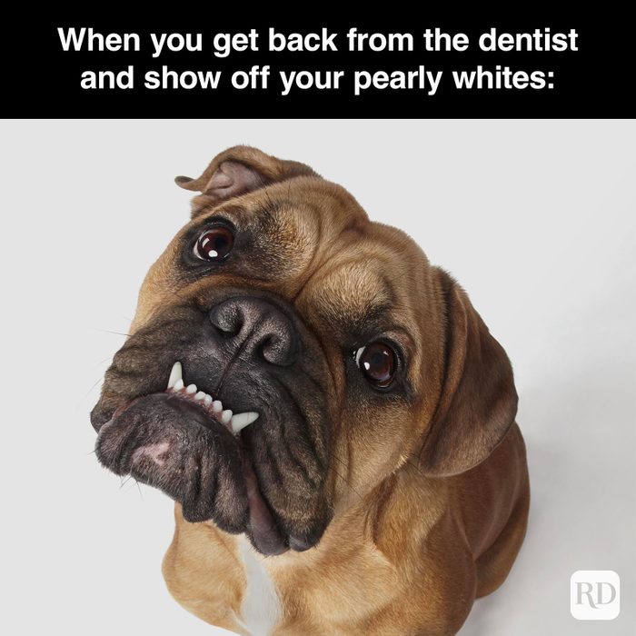 Dog Memes 53