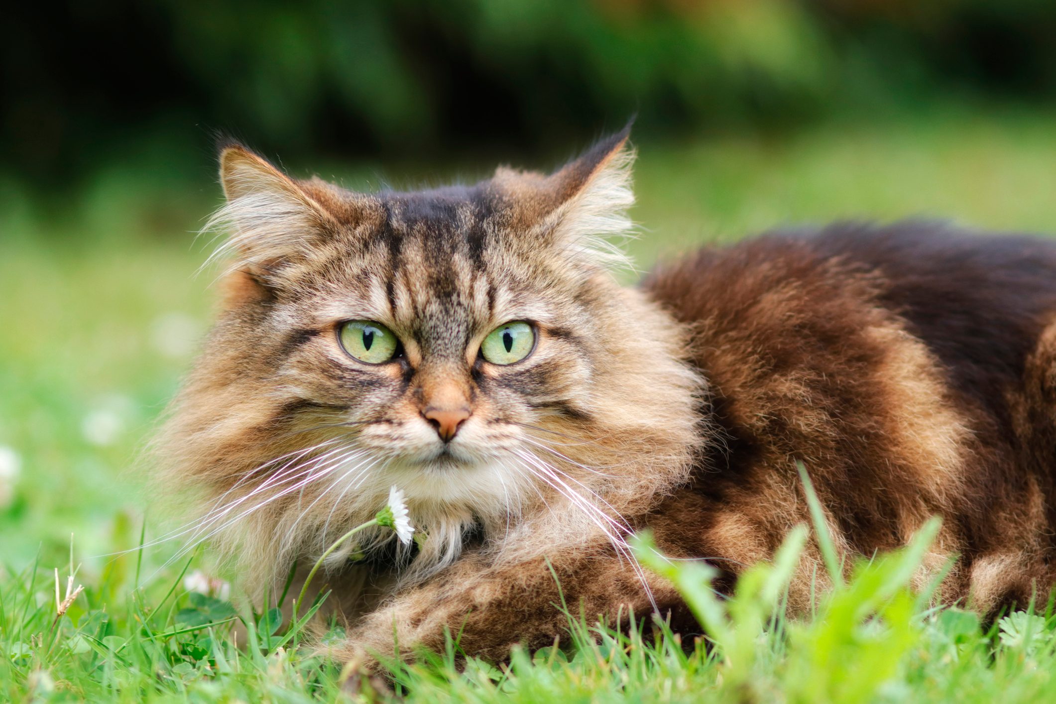 17 Longhaired Cat Breeds That Have Seriously Impressive Locks