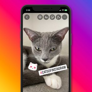 Gray cat rests on a cushion, displayed on a smartphone screen with Instagram interface; includes sticker and hashtag 