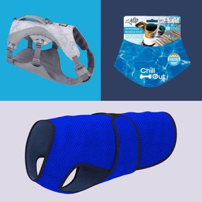 Pet accessories displayed; a gray harness, a cooling bandana with text 