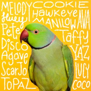 Parrot stands vibrantly against a yellow background filled with various white names like 