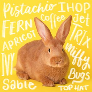 Rabbit sits on yellow backdrop surrounded by handwritten words like 