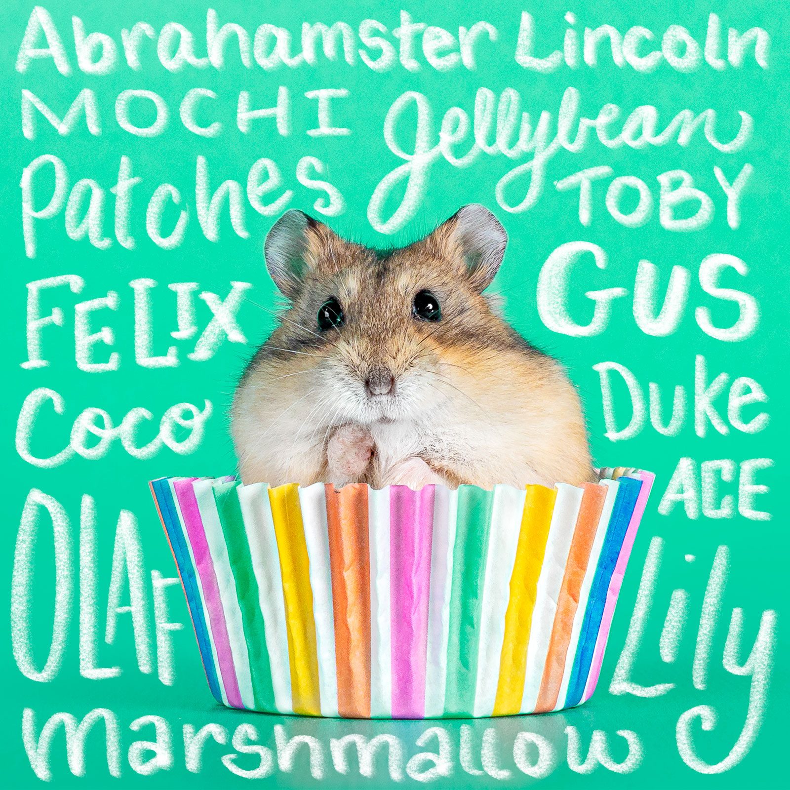 110+ Adorable Hamster Names Perfect for Your Pint-Size Pet