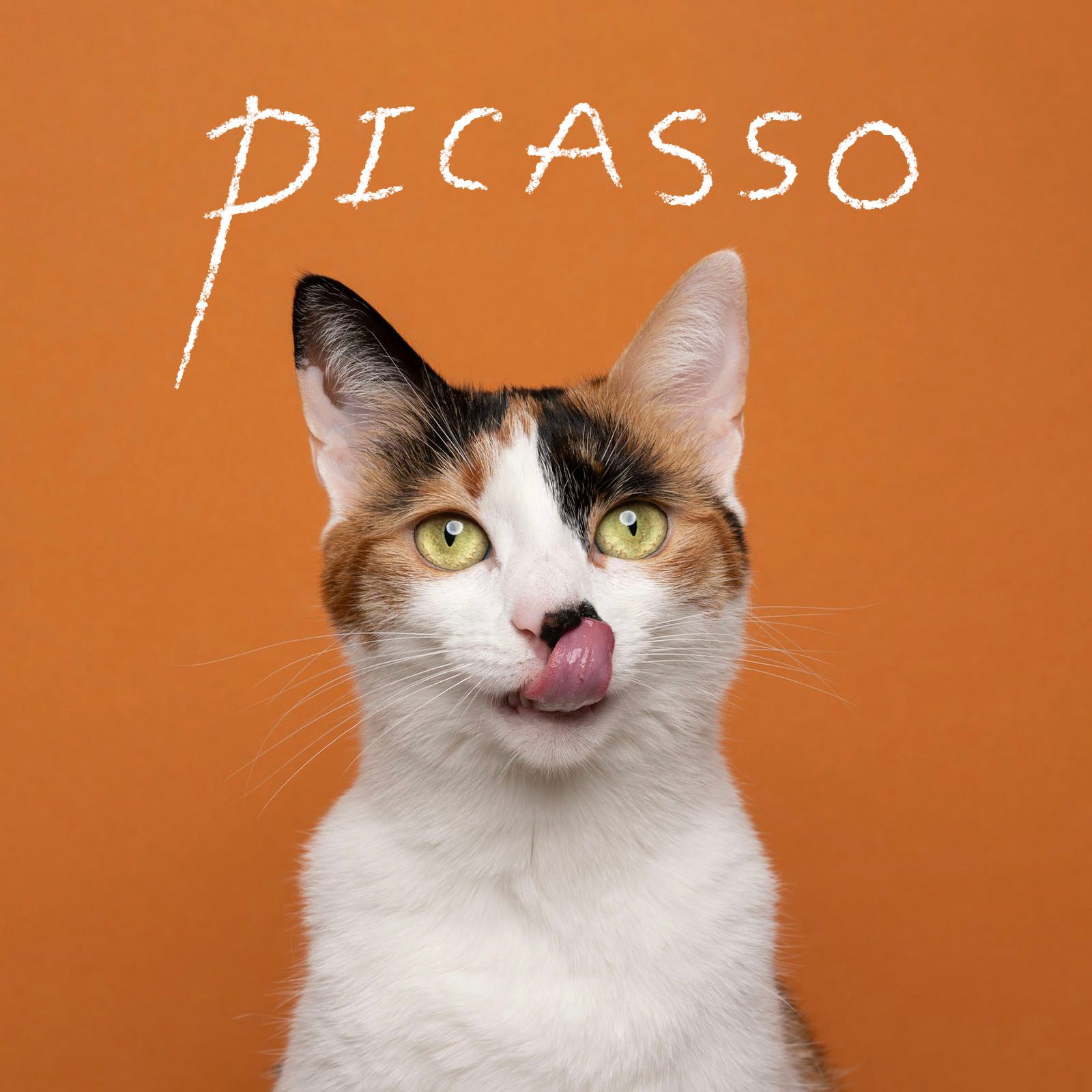 Cute Cat Names 7 Calico Gettyimages 1368035536