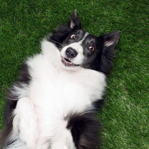 Dog lies on its back, displaying a surprised expression, on vibrant green grass.