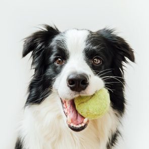 A black and white dog holds a green tennis ball in its mouth, against a plain white background.