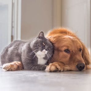 Cat and dog rest together on the floor, in a softly lit indoor space.