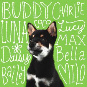 A black Shiba Inu puppy looks upward against a bright green backdrop featuring white text with names like 