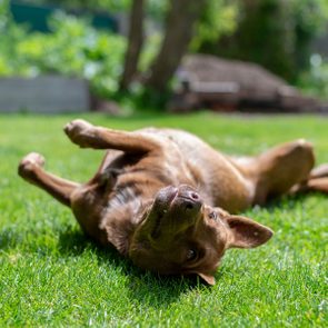 A brown dog lies playfully on its back on a sunlit, grassy lawn with blurred greenery in the background.