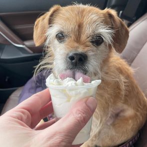 Dog licks whipped cream from a small cup, held by a hand, inside a car.
