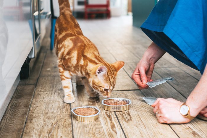 woman giving cat cans of wet food