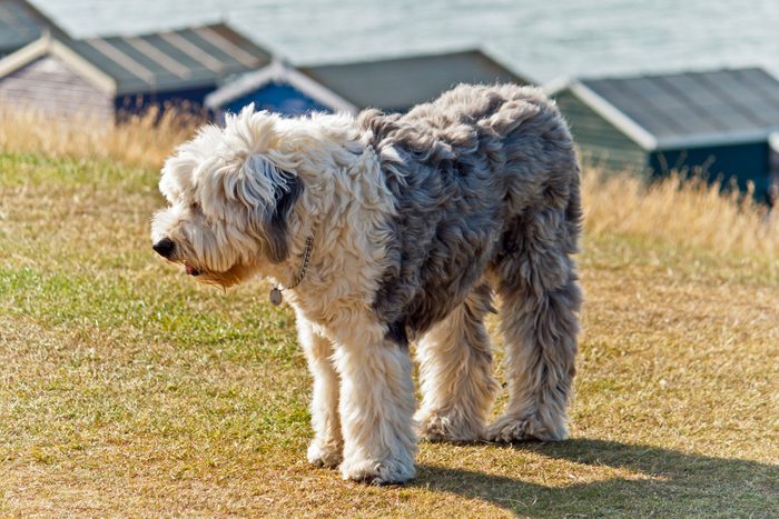Old English Sheep dog and beach huts.