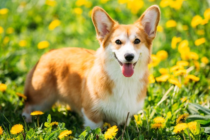 Pembroke Welsh Corgi Dog Puppy Playing In Green Summer Grass