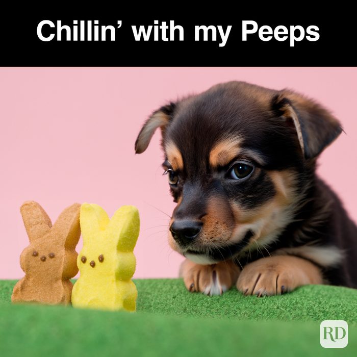 45 Hilarious Easter Memes That Will Make Any Bunny Laugh True Love Graphic