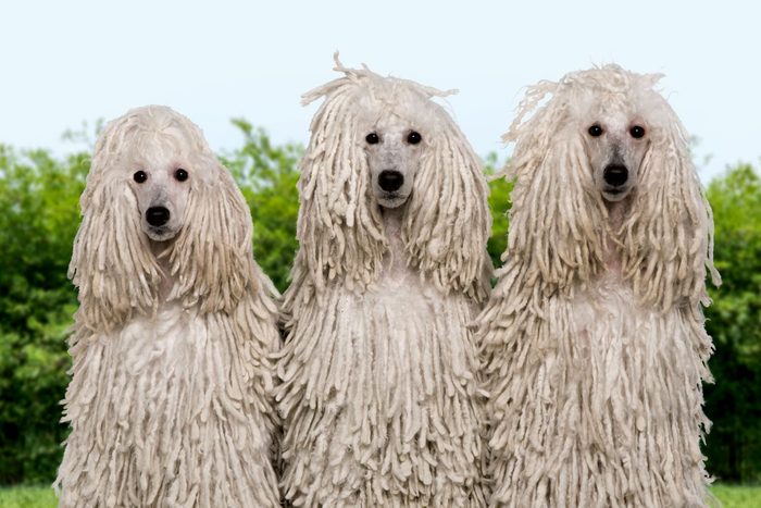 portrait of Corded poodles in a park
