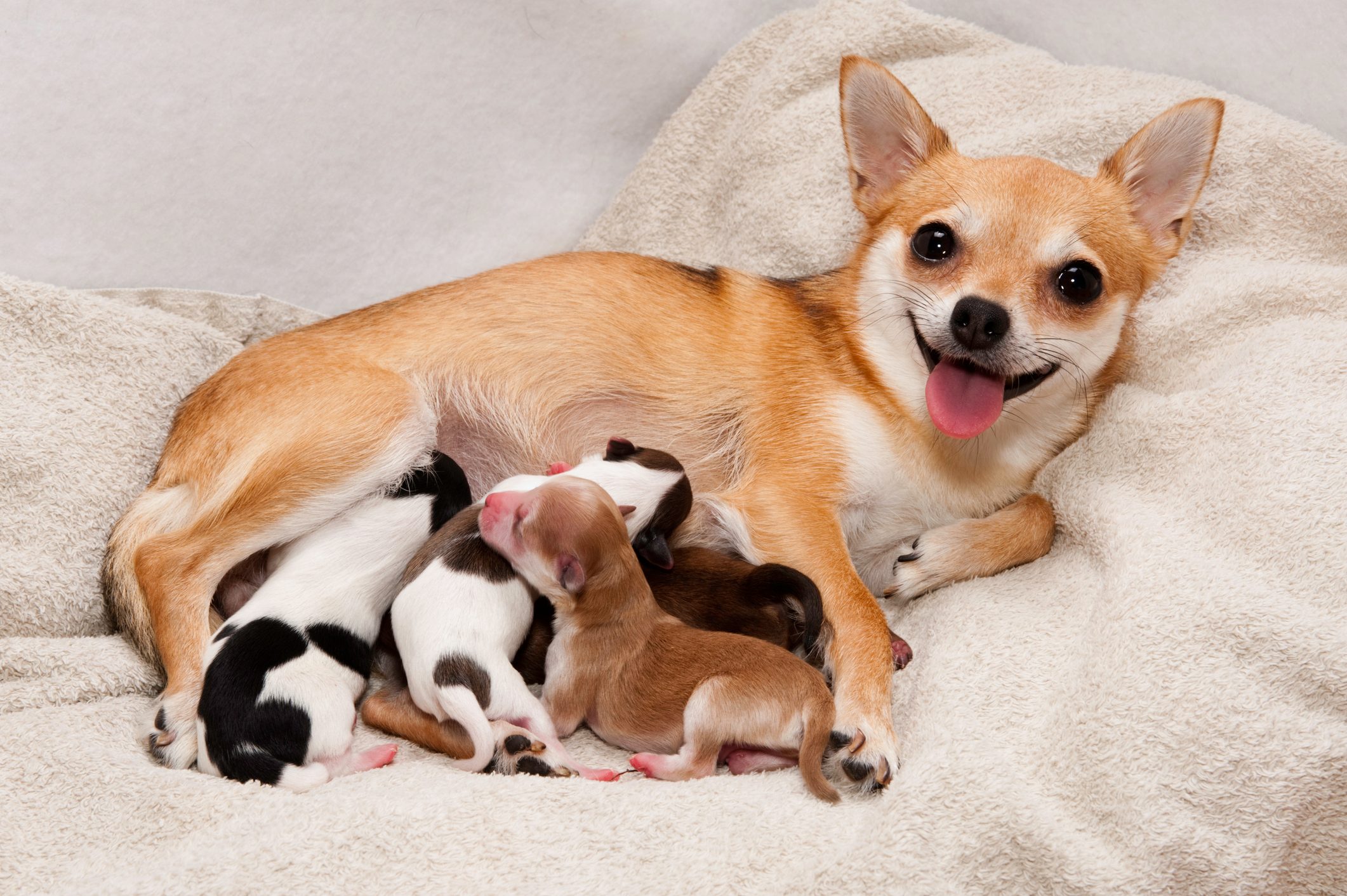 A Chihuahua nurses several small puppies, lying on a soft, cream-colored blanket with a welcoming expression.