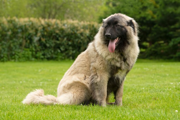 Nine months old Estrela Mountain young dog .It is a large breed of dog from the Estrela Mountains of Portugal bred to guard herds and homesteads.It is"one of the oldest breeds in the Iberian Peninsula.