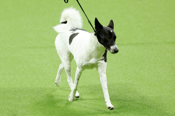 canaan dog