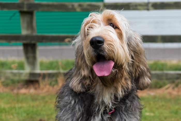 Otterhound sitting in field facing camera
