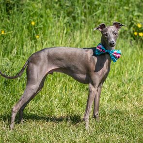 A slender grey dog stands wearing a colorful bow tie, surrounded by green grass and yellow flowers in a sunny field.