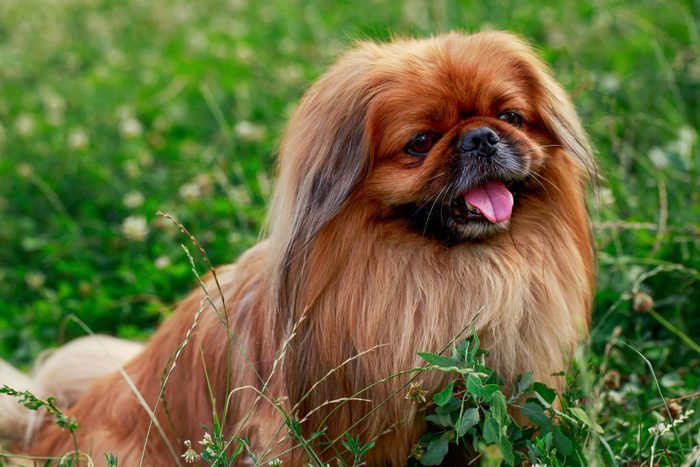 Dog Breed Pekingese On A Green Grass