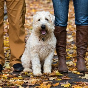A fluffy dog sits between two people, surrounded by autumn leaves on a pathway.