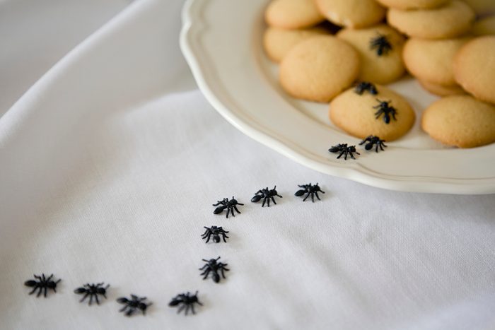 Ants on biscuits
