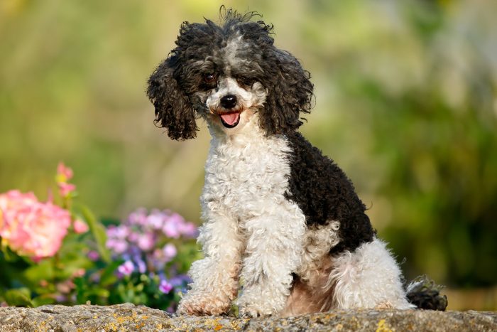 Poodle Dog sitting