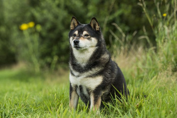 Shiba-Inu Dog