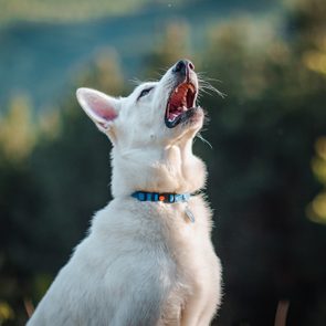 White dog barks upward, wearing a blue collar, surrounded by blurred green foliage outdoors.