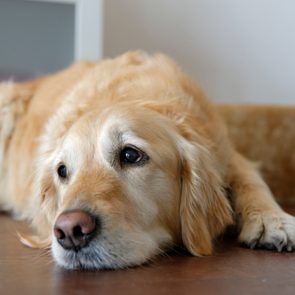 Golden retriever rests quietly on wooden floor, looking thoughtful, with a dog bed and white wall in the background.