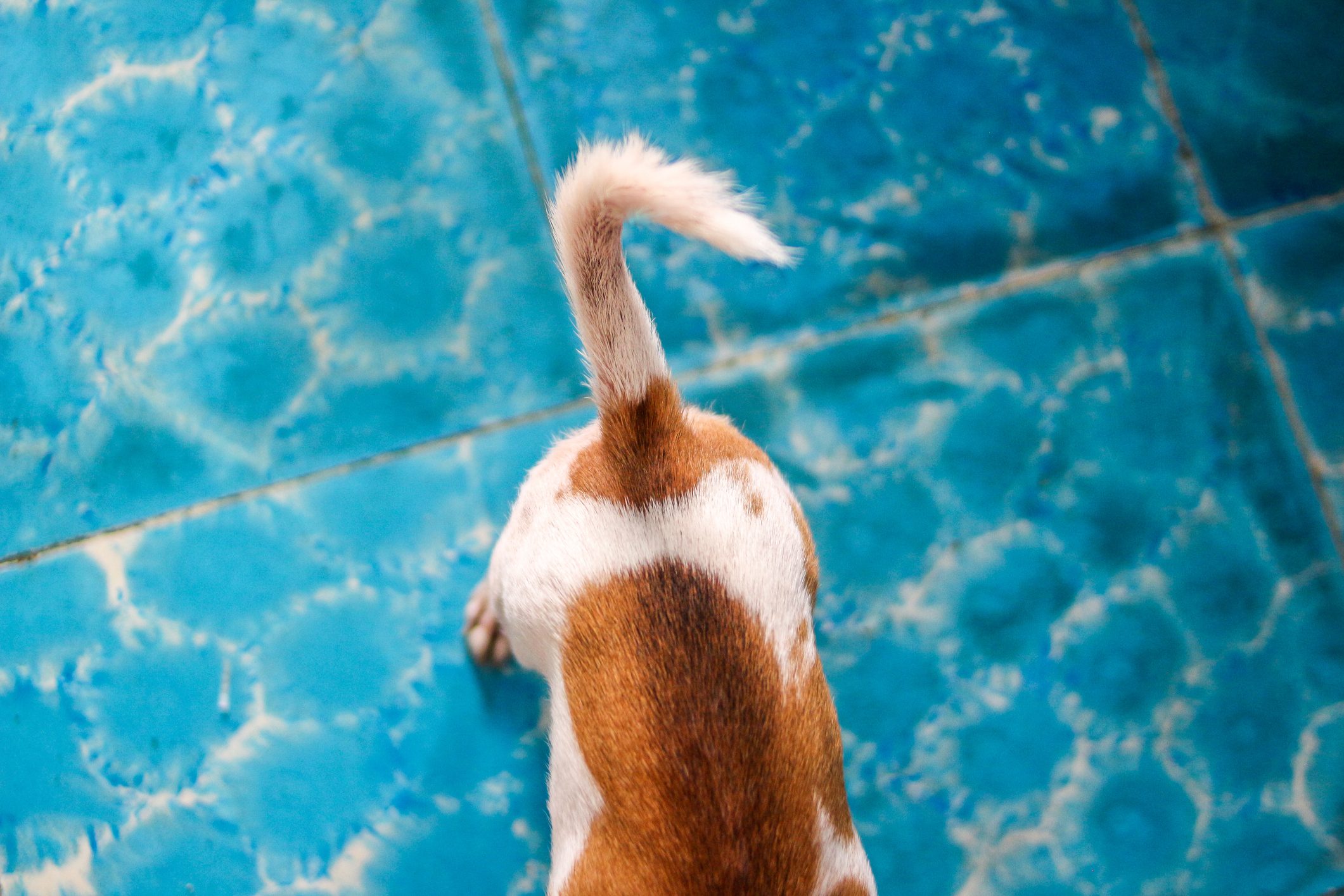 Dog tail wagging against a vibrant blue tiled floor background.
