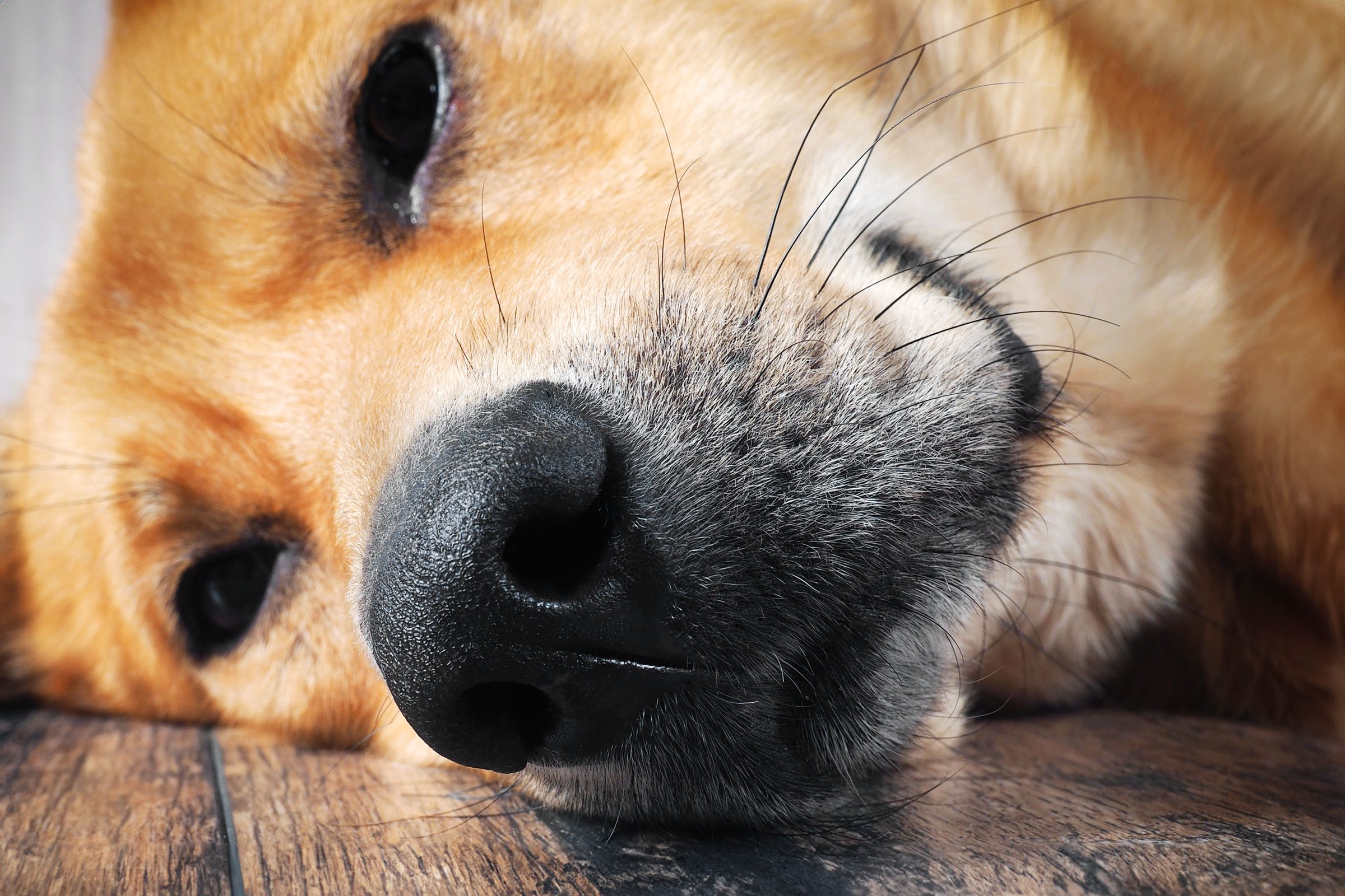 Dog resting on wooden floor, nose prominently in focus and eyes partially closed in a cozy, domestic setting.
