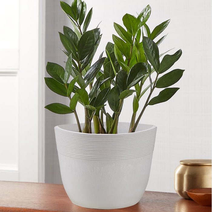 A green plant grows in a white pot, situated on a wooden surface beside a small golden container in a brightly lit room.