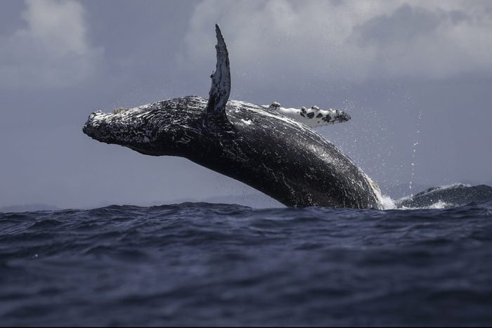 A whale leaps out of the water, creating splashes against the ocean backdrop under a cloudy sky.
