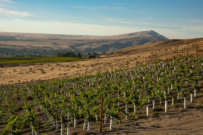 Vines grow in orderly rows on a hillside, with expansive dry plains and distant mountains under a clear blue sky.