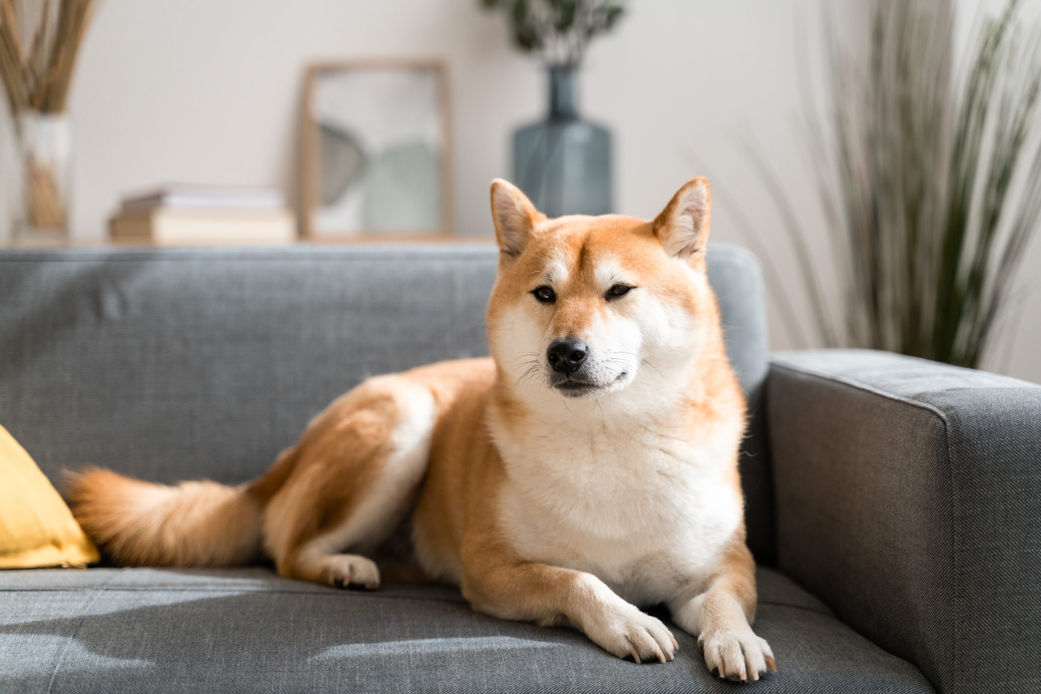 Dog lounging on a gray couch, surrounded by books and decorative plants in a cozy living room.